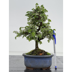 Ulmus parvifolia Geisha I-7956