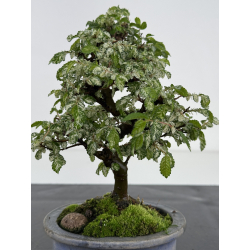 Ulmus parvifolia Geisha I-7956 view 3