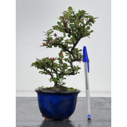 Cotoneaster I-7957