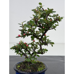 Cotoneaster I-7957 view 2