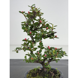 Cotoneaster I-7957 view 3