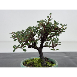 Cotoneaster I-7958 view 2