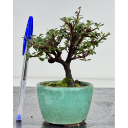Cotoneaster I-7958
