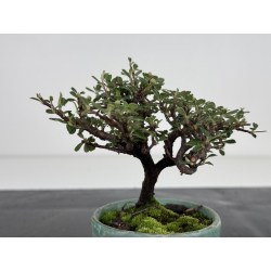 Cotoneaster I-7958 view 3
