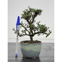 Cotoneaster I-7959