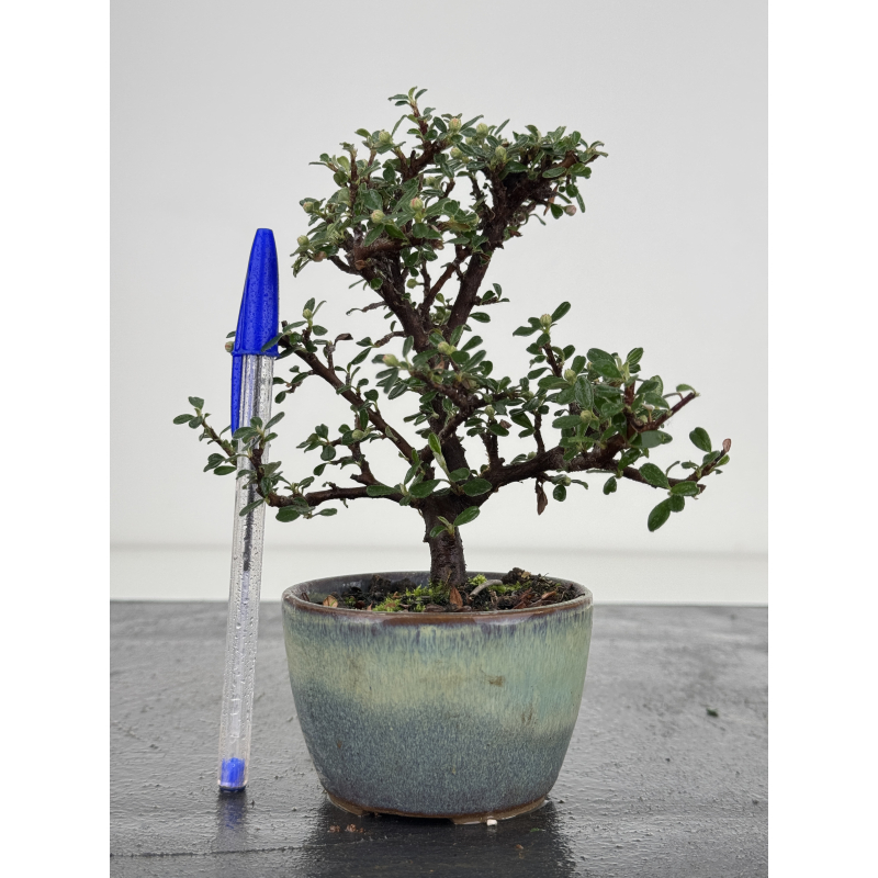 Cotoneaster I-7959 Cotoneaster I-7959