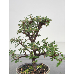 Cotoneaster I-7959 view 2