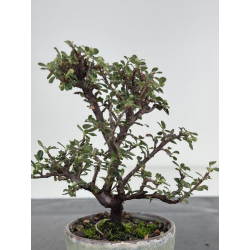 Cotoneaster I-7959 view 3