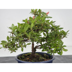 Azalea I-7960 view 2