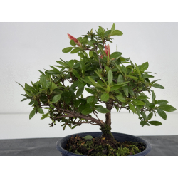 Azalea I-7960 view 3
