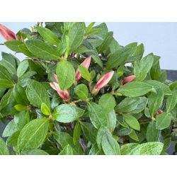 Azalea I-7960 view 4