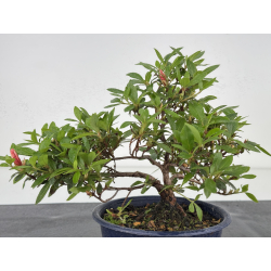 Azalea I-7962 view 3