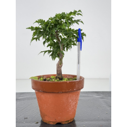 Acer palmatum shishigashira I-7962