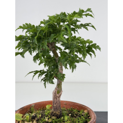 Acer palmatum shishigashira I-7962 view 2