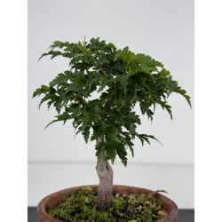 Acer palmatum shishigashira I-7962 view 3