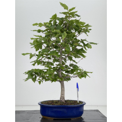 Fagus crenata  I-7963