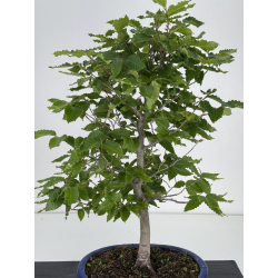 Fagus crenata -haya japonesa- I-7963 vista 2