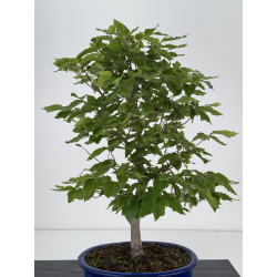Fagus crenata -haya japonesa- I-7963 vista 3