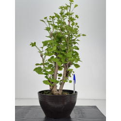 Ginkgo biloba I-7964