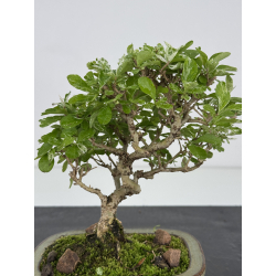 Ligustrum japonica -ibota- variegata I-7965 vista 2