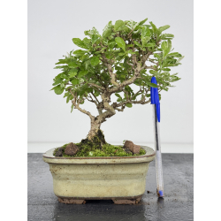 Ligustrum japonica -ibota- variegata I-7965