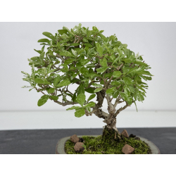 Ligustrum japonica -ibota- variegata I-7965 vista 3