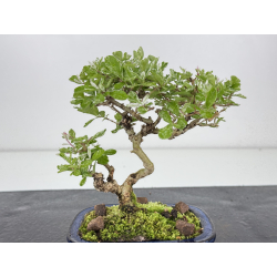 Ligustrum japonica -ibota- variegata I-7966 vista 2