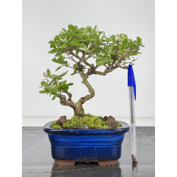 Ligustrum japonica -ibota- variegata I-7966