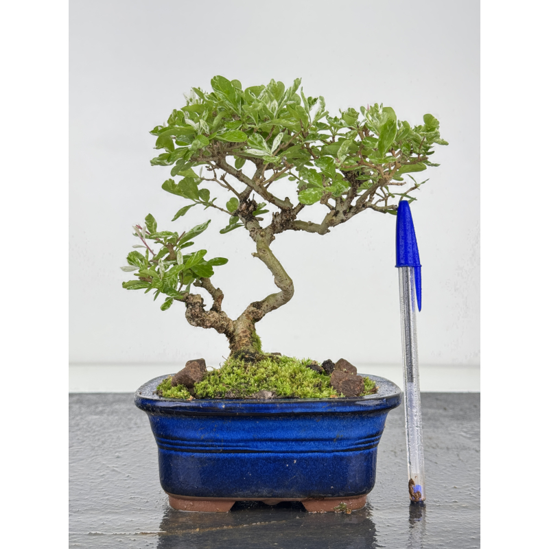 Ligustrum japonica -ibota- variegata I-7966