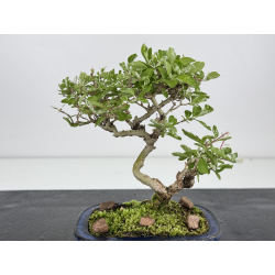 Ligustrum japonica -ibota- variegata I-7966 vista 3