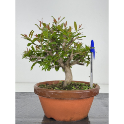 Punica granatum -granado- nejikan I-7967