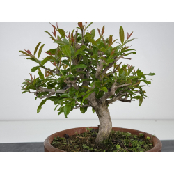 Punica granatum nejikan I-7967 view 2