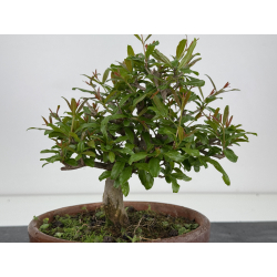 Punica granatum nejikan I-7967 view 3