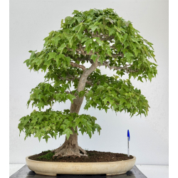 Acer buergerianum I-7968