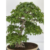Acer buergerianum I-7968 vista 2