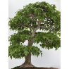 Acer buergerianum I-7968 vista 3