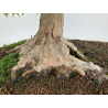 Acer buergerianum I-7968 vista 4