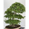 Acer buergerianum I-7968 vista 5