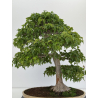 Acer buergerianum I-7968 vista 6
