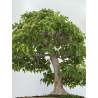 Acer buergerianum I-7968 vista 7