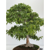 Acer buergerianum I-7968 vista 8