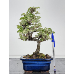 Ulmus parvifolia Geisha I-7970
