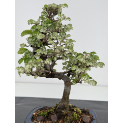 Ulmus parvifolia Geisha I-7970 vista 2