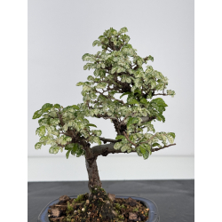 Ulmus parvifolia Geisha I-7970 vista 3