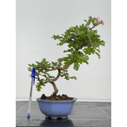 Crataegus cuneata -espino japonés- I-7971