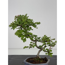 Crataegus cuneata I-7971 view 4