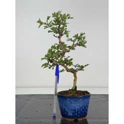 Crataegus cuneata -espino japonés- I-7972