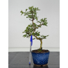 Crataegus cuneata -espino japonés- I-7972