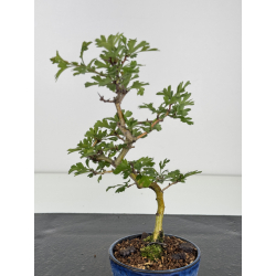Crataegus cuneata I-7972 view 2