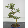 Crataegus cuneata I-7972 view 2